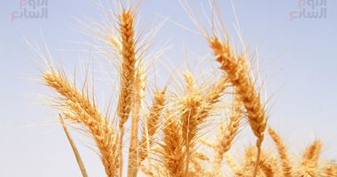 دراسة جديدة محاصيل القمح بالولايات المتحدة والصين تتعرض لتهديد بسبب الجفاف
