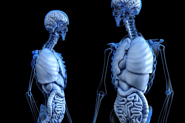 تطبيق Anatomy 3D