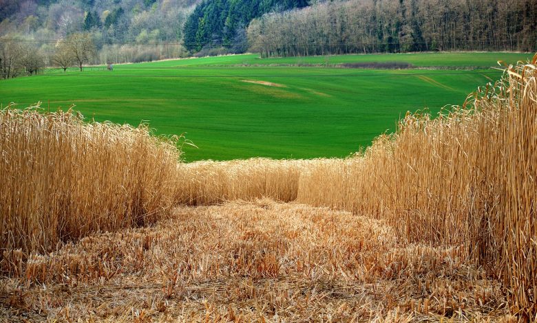 طاقة الكتلة الحيوية – Biomass energy