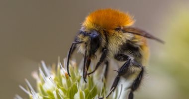 أغرب تدوير للنفايات.. حشرات تحول بقايا الطعام إلى كنوز