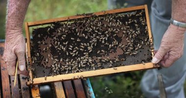 الإمارات تطور سلالة نحل تتحمل الأجواء الحارة