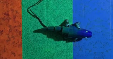 ثورة تكنولوجية.. ابتكار جلد صناعى قادر على تغيير لونه مثل الحرباء فيديو وصور