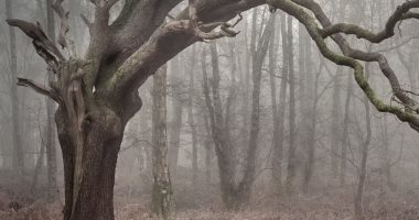 دراسة الأرض قد تحتوى على 73 ألف نوع من الأشجار