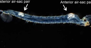 بعد 100 عام.. فك لغز حشرة غريبة لها سلوك الأسماك