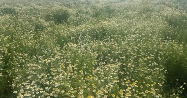 علماء صينيون النباتات استعمرت اليابسة منذ 440 مليون عام