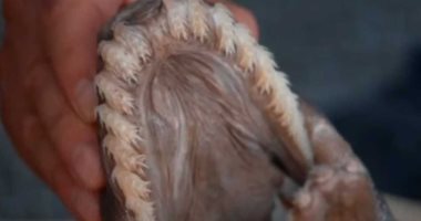 العثور على قرش نادر من زمن الديناصورات.. له 300 سن