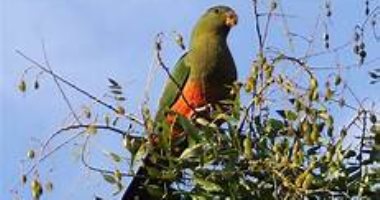 طيور تغير شكل منقارها بسبب التغيرات المناخية.. اعرف التفاصيل