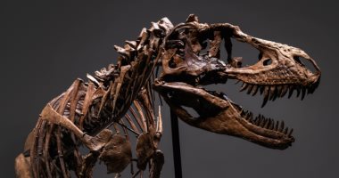 اكتشاف عظام ديناصور من نوع صوروبودا في روسيا