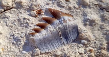 العثور على أسنان سمكة قرش عاشت فى سيبيريا قبل 40 مليون عام