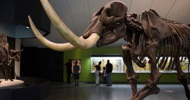 اكتشاف على الشاطئ.. قطعة من حيوان منقرض تذهل العلماء