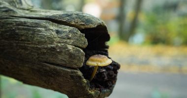 كيف تقدم الفطريات حلا مذهلا للتغير المناخى؟ خبيرة توضح