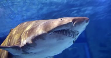 خريطة تفاعلية تكشف أبرز مناطق هجمات أسماك القرش في العالم