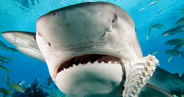 قاتل قبل أن يرى النور وأمه بـرحمين.. 7 معلومات عن سمك قرش النمر