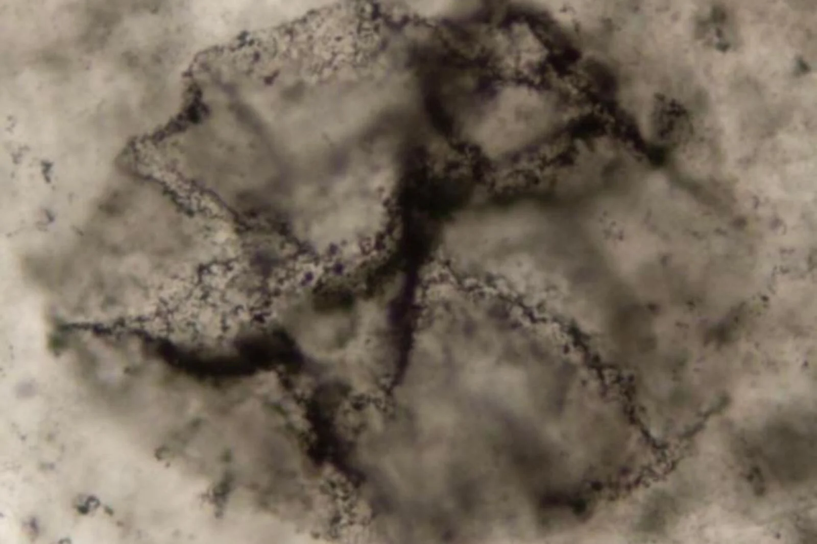 الذكاء الاصطناعي يكشف أدلة حياة عمرها 3.3 مليار سنة