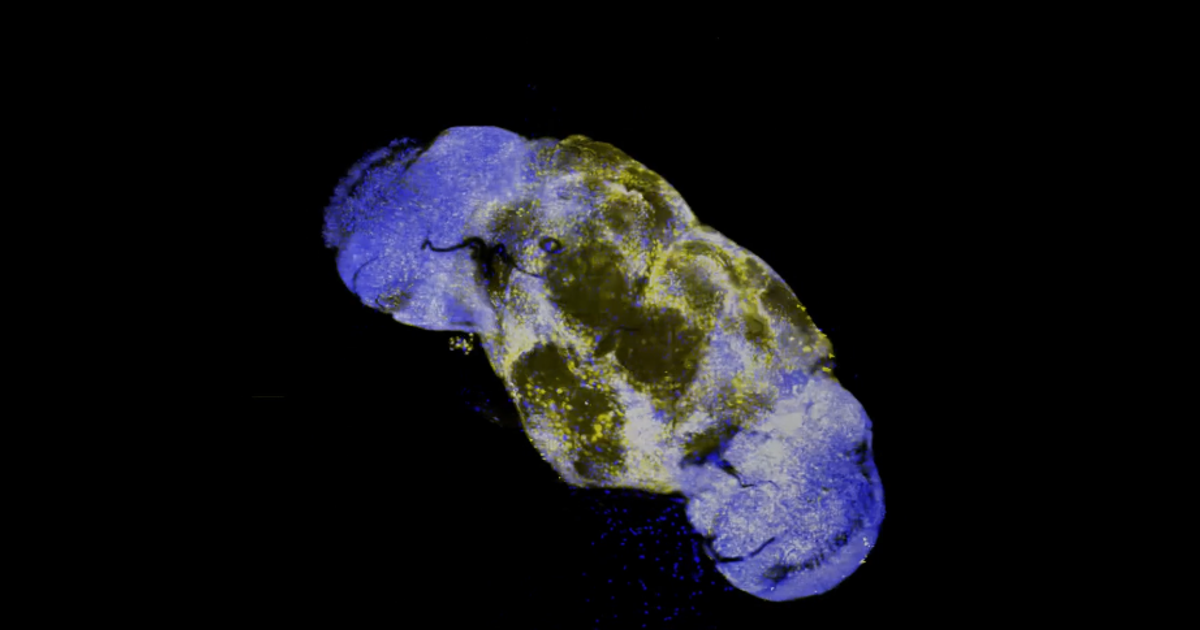 مختبر ستوورز يكشف عن بروتين مراقب صغير يفتح سر تشكيل الذاكرة