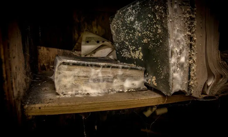 اتساع حركة الزنج ونهايتها في العصر العباسي