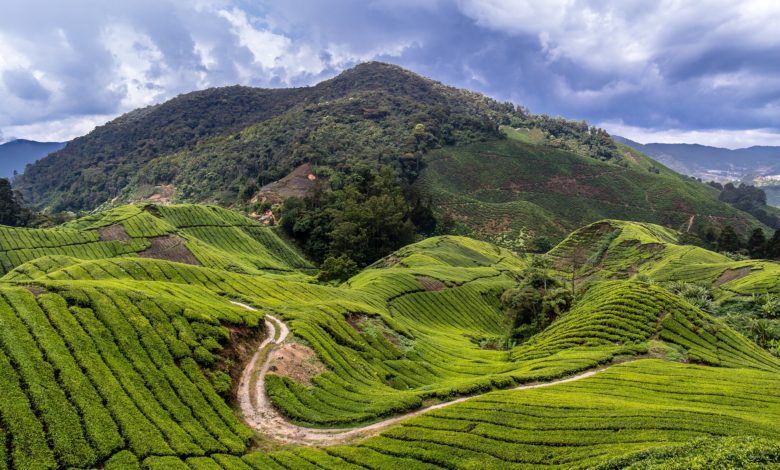 اقتصاد دولة الكاميرون