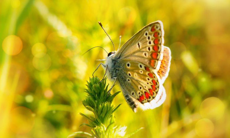 يوهانس بيتر مولر