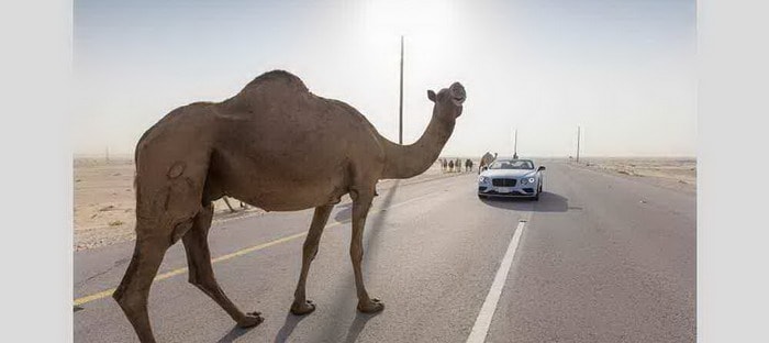 بنتلي كونتيننتال GT V8 S المكشوفة تتحدي قطار الرياض الدمام السريع