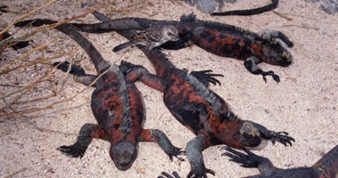 علماء 21% من أنواع الزواحف مهددة بالانقراض.. اعرف التفاصيل