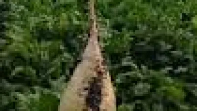 دراسة جدوى زراعة بنجر السكر