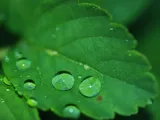 النّدى