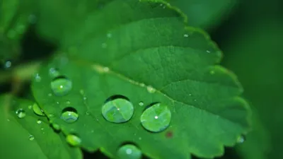 النّدى