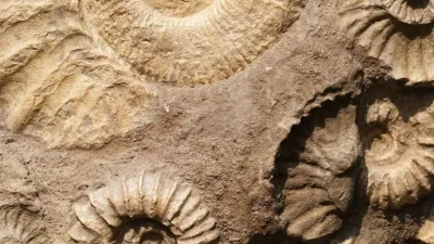 نطاق الأحافير المرشدة في الجيولوجيا