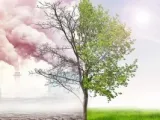 دراسة اللحوم المزروعة فى المعامل أسوأ 25 مرة بالنسبة للمناخ من لحوم البقر