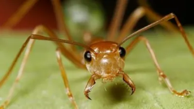 كيف يستغل النمل علم الفيزياء لحفر الأنفاق؟