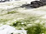 يعنى إيه النظم البيئية فى القطب الجنوبى وليه السفن بتهدد وجودها؟ اعرف التفاصيل