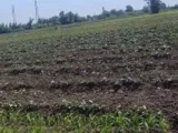 قصة مزرعة تحوّل الذباب إلى طعام للحيوانات الأليفة وربما للبشر.. التفاصيل