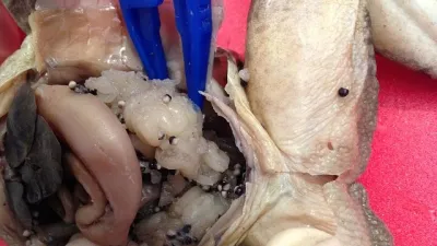 تطبيق Frog Dissection