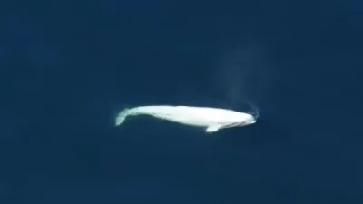 ظهور جديد لحوت بيلوغا الضخم فى المحيط الهادى بعد اختفائه 81 عاما.. صور