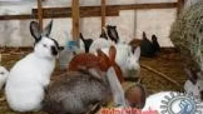 دراسة جدوى تربية الارانب