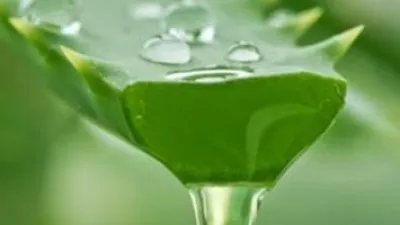 تغير المناخ يهدد نبات الصبار بالانقراض.. اعرف التفاصيل