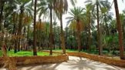 أهم المحاصيل الزراعية في المملكة العربية السعودية