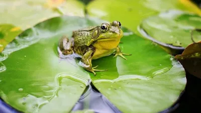 تطبيق Froggipedia