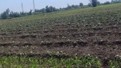 قصة مزرعة تحوّل الذباب إلى طعام للحيوانات الأليفة وربما للبشر.. التفاصيل
