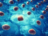 Breakthrough Stem Cell Therapy Reverses Type 1 Diabetes by Reprogramming Immunity