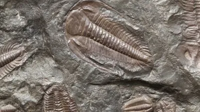 مصادر الطاقة الأحفورية