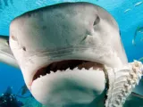 قاتل قبل أن يرى النور وأمه بـرحمين.. 7 معلومات عن سمك قرش النمر