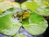 تطبيق Froggipedia