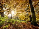 الإشعاع والإضاءة – Radiance and Luminance