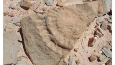 اكتشاف سحلية مجنحة من عصور ما قبل التاريخ فى تشيلى