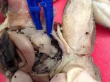 تطبيق Frog Dissection