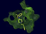 Breakthrough Fentanyl Vaccine Trains the Immune System to Neutralize Deadly Designer Drugs
