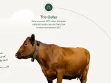 تتبع الماشية عبر Starlink: أطواق Halter الفضائية تقضي على مشكلة انقطاع التغطية