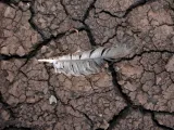 انجراف التربة