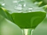 تغير المناخ يهدد نبات الصبار بالانقراض.. اعرف التفاصيل